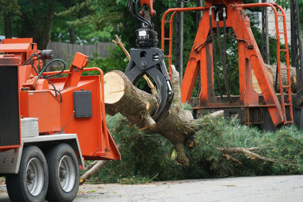 How Our Tree Care Process Works  in Wanaque, NJ